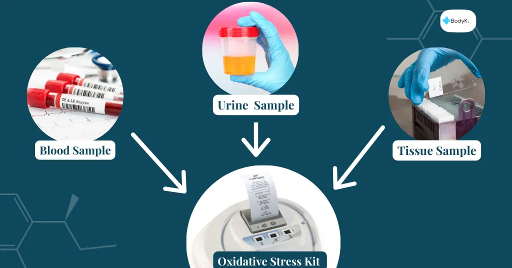 What is an Oxidative Stress Kit and How Does It Work?